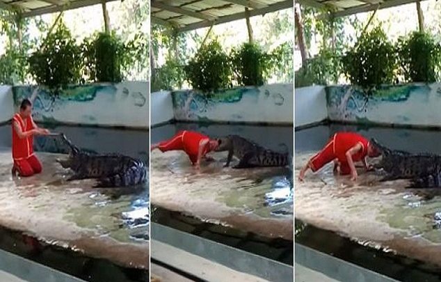 فيديو... تمساح يعض رأس حارس الحديقة أمام الجمهور!