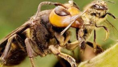 Photo of العثور على أكبر نحلة في العالم مفقودة منذ عشرات السنين